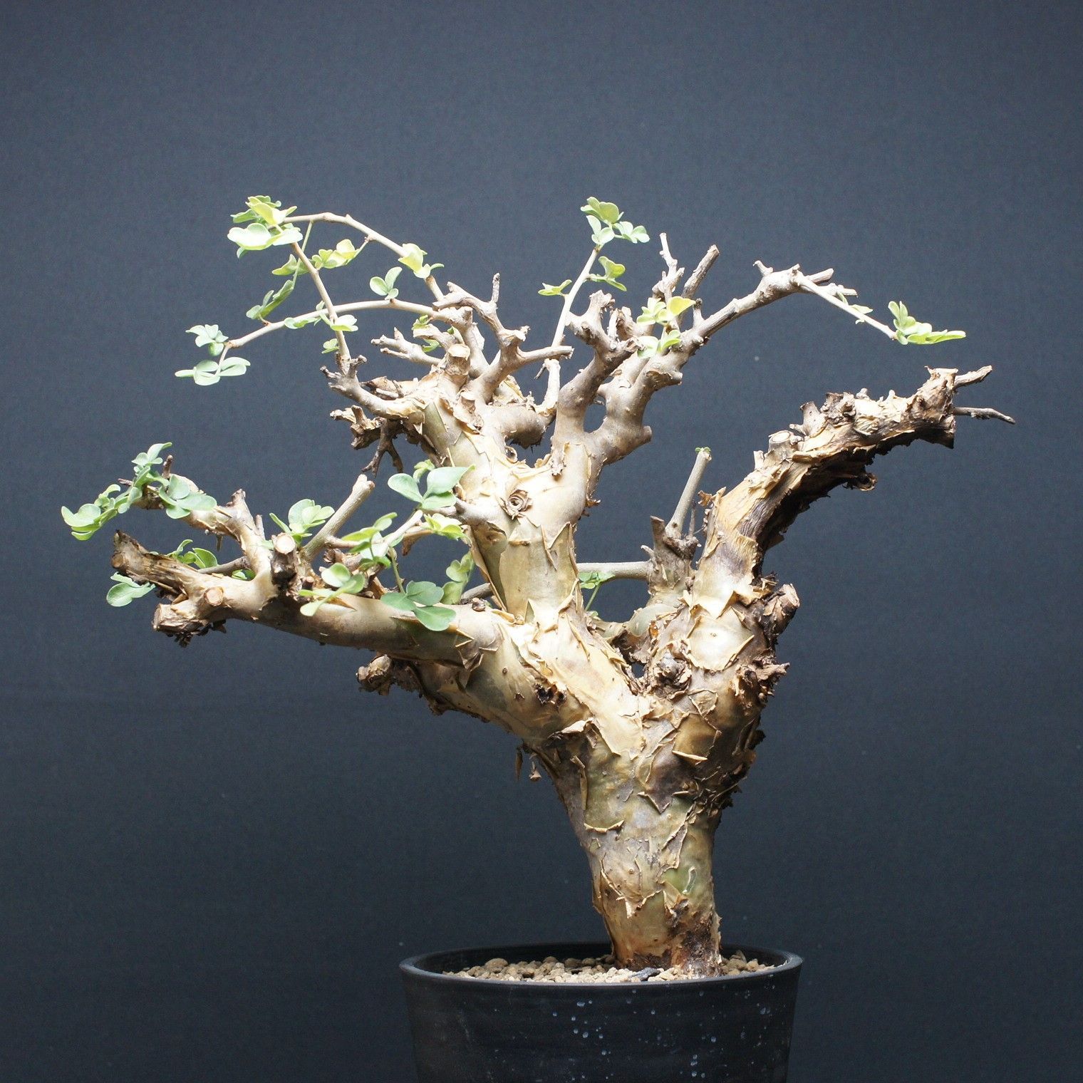 コミフォラ ストックシアナ コミフォラストックシアナ植物のみ