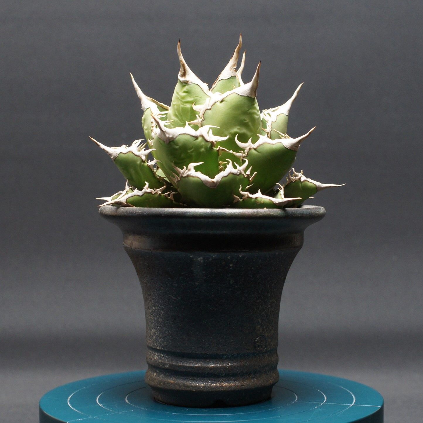 アガベ チタノタ【海王】 