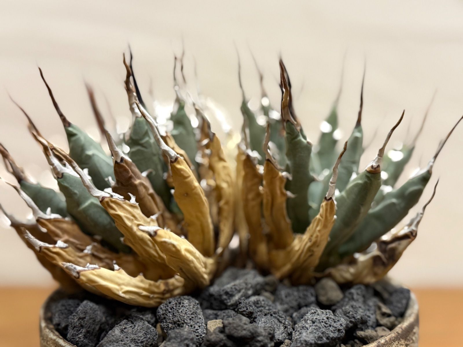 週末SALE。【超希少スペシャルコレクション株】エボリスピナ双頭【陽炎