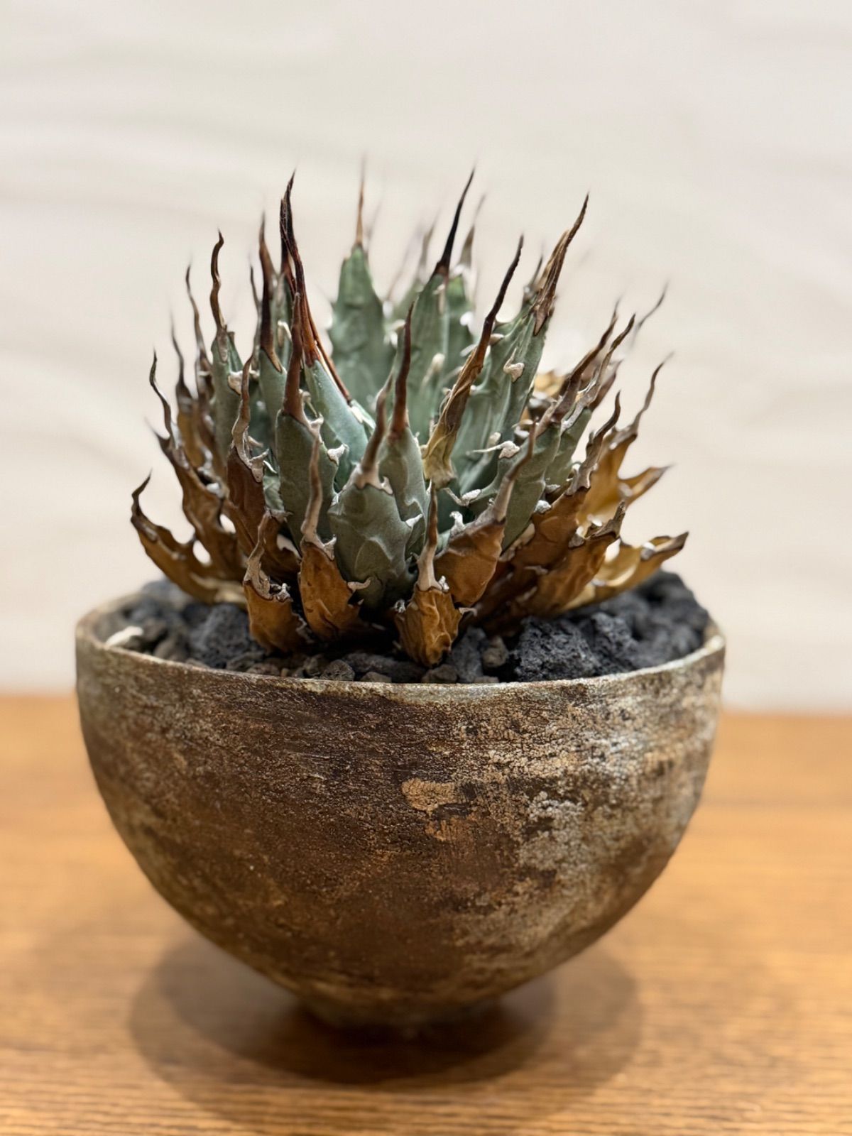 週末SALE。【超希少スペシャルコレクション株】エボリスピナ双頭【陽炎