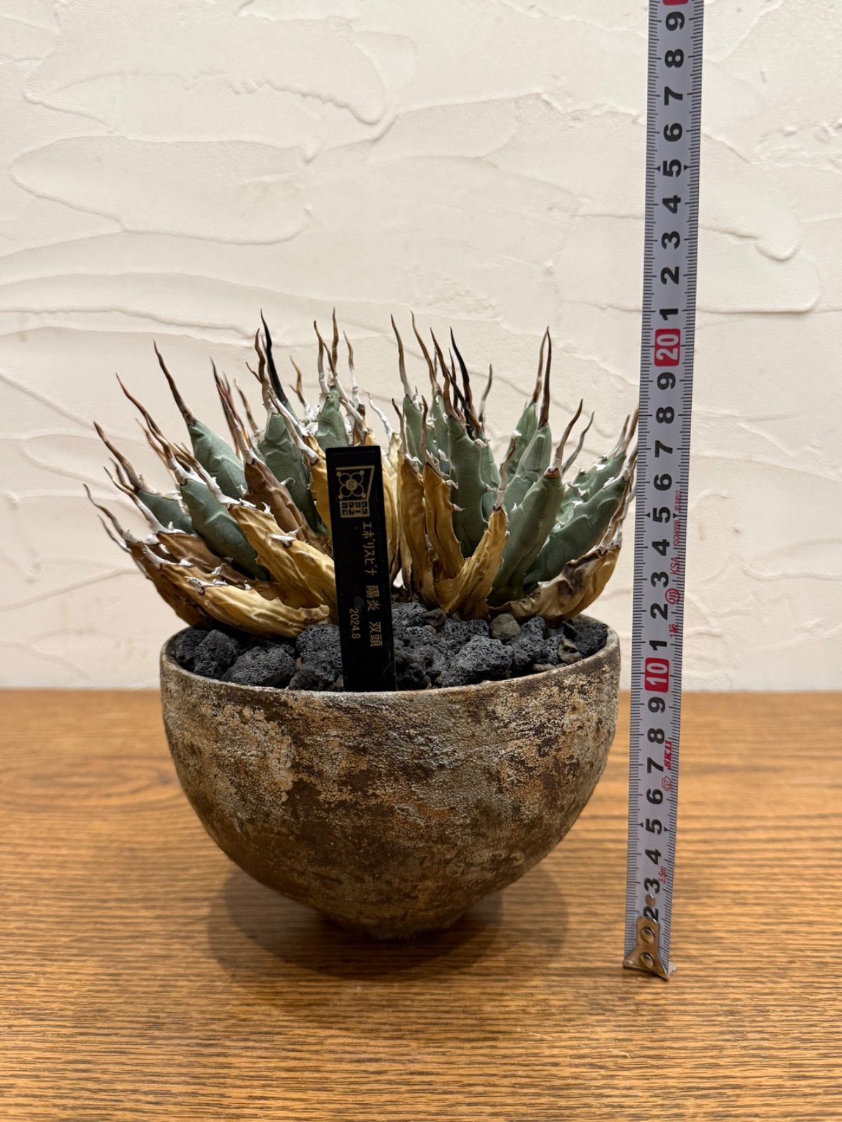 週末SALE。【超希少スペシャルコレクション株】エボリスピナ双頭【陽炎