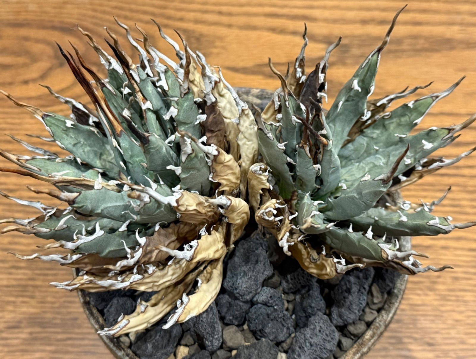 週末SALE。【超希少スペシャルコレクション株】エボリスピナ双頭【陽炎