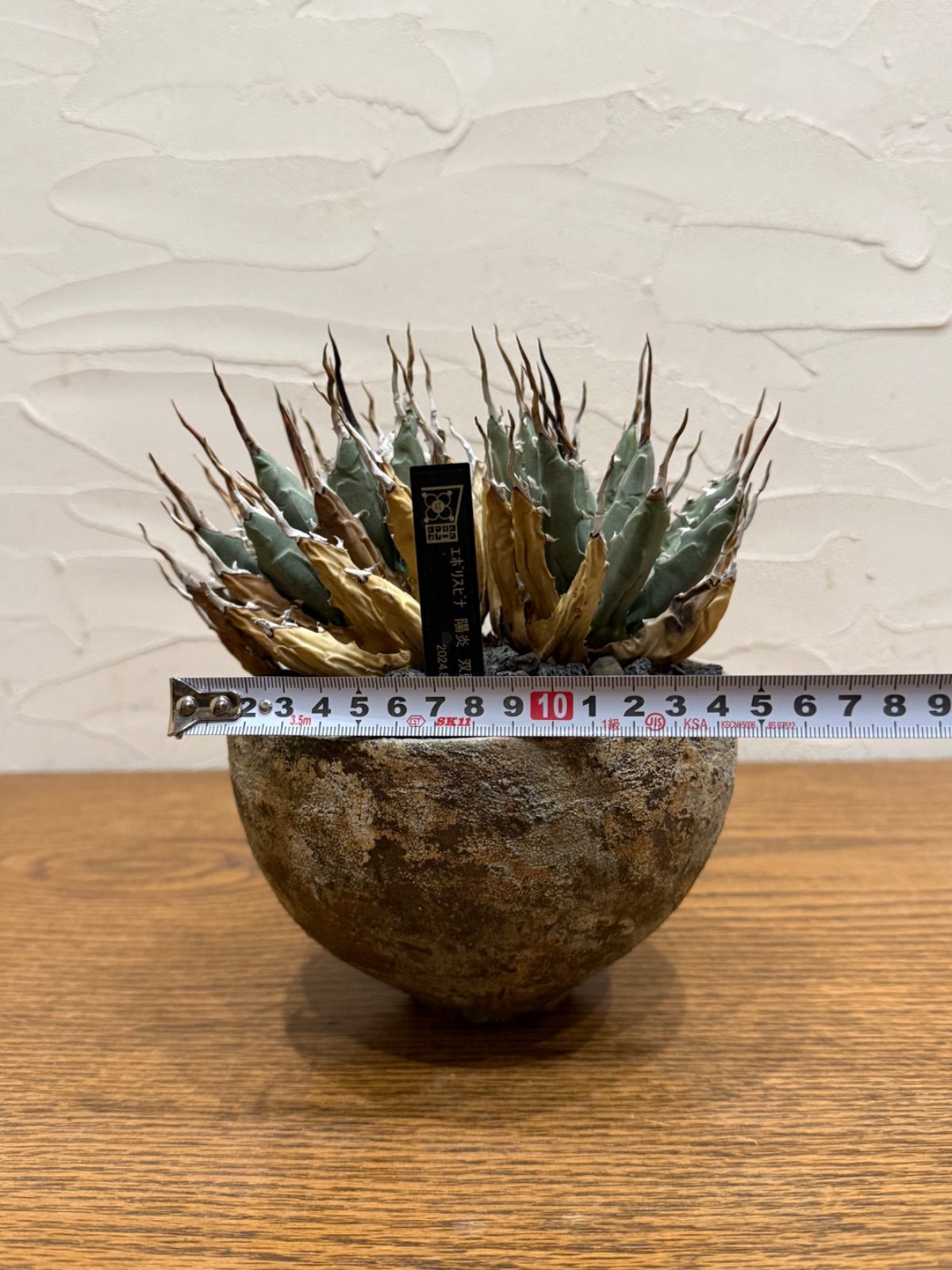 エボリスピナ【コレクション株】【発根済】【作家鉢】 エボリスピナ【コレクション株】【発根済】【作家鉢】 エボリスピナ