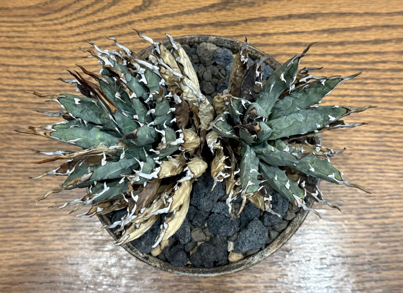 週末SALE。【超希少スペシャルコレクション株】エボリスピナ双頭【陽炎