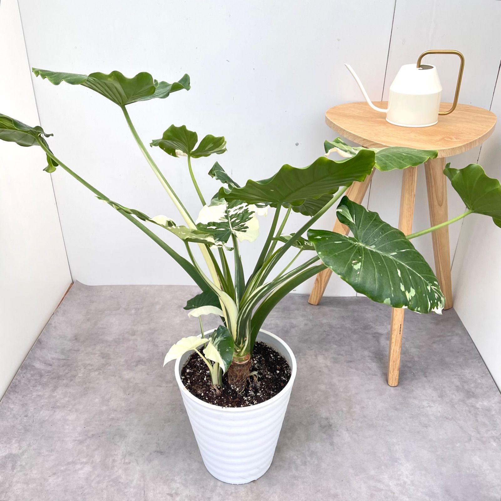 クワズイモ 斑入り 1【現品】☆希少☆ 観葉植物 室内 大型 ☆希少 