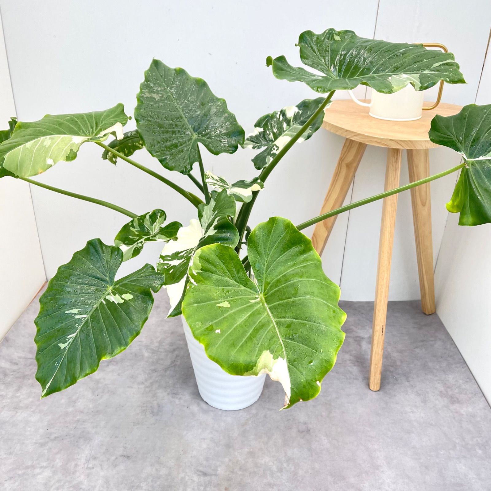 クワズイモ 斑入り 希少 クワズイモ 斑入り 1【現品】☆希少☆ 観葉植物 室内 大型 - メルカリ