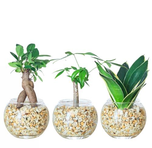 迅速に発送 観葉植物 3点セット ハイドロカルチャー ミニ 土を使わない 小さい 室内用 育てやすい観葉植物 ガジュマル サンスベリア パキラ e 905 eaa 2