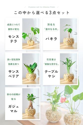  迅速に発送 観葉植物 3点セット ハイドロカルチャー ミニ 土を使わない 小さい 室内用 育てやすい観葉植物 ガジュマル サンスベリア パキラ e 905 eaa 2 その他 キッチン 食器