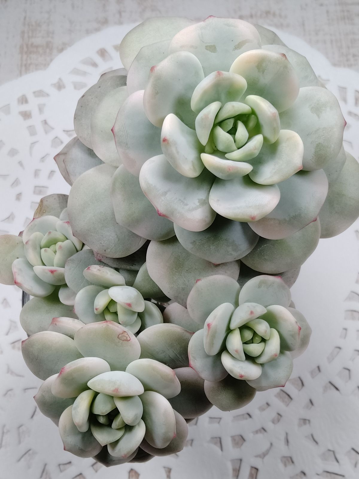 バニラビズ錦 大苗 - メルカリ