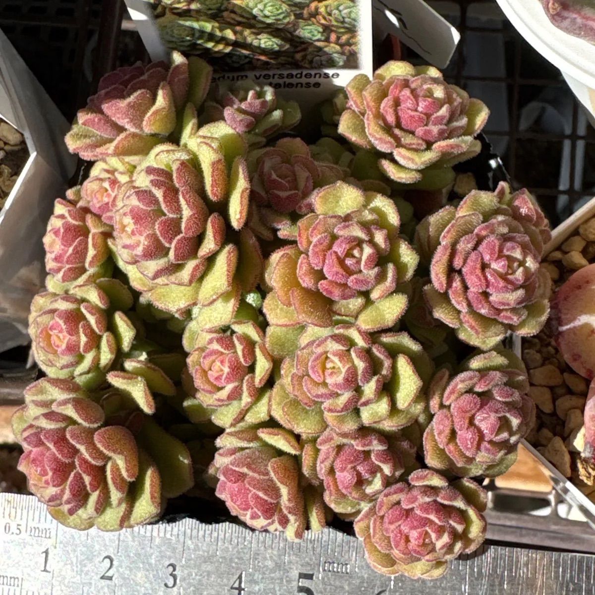 Top【選抜株】多肉植物23516スプリング　ウォーター 105個プラグトレー苗 スプリングワンダー❣️札付き❗️多肉植物 抜き苗 - メルカリ