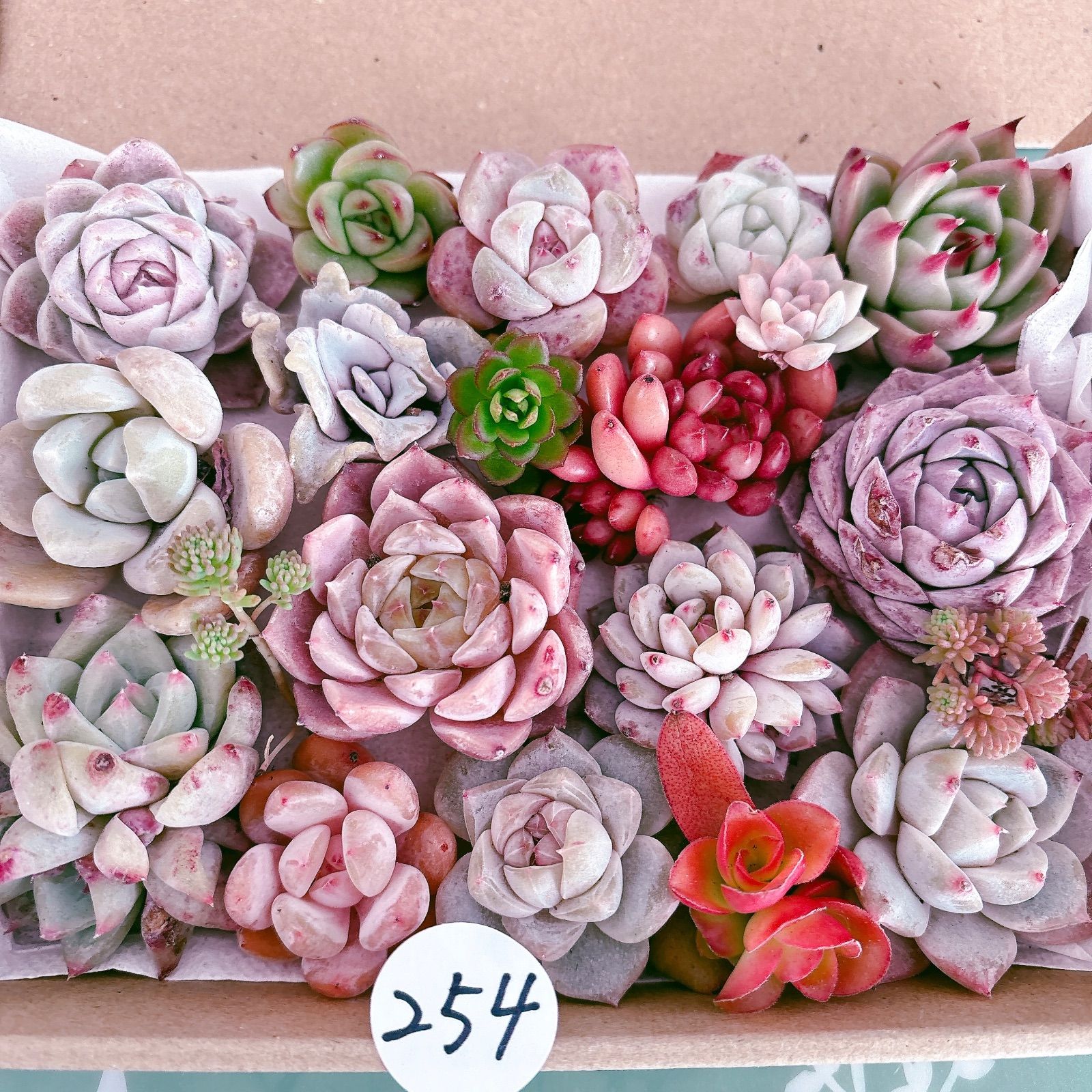 254 多肉植物寄せ植えセット - メルカリ