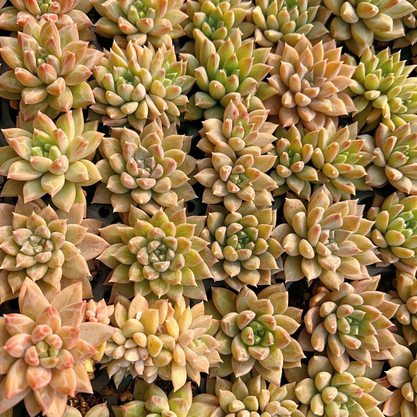 は*ん様 朱子玉 L456×105苗 土付き多肉植物 詰め合わせ エケベリア サ 多肉植物 X68 ホタルビ 105苗 土根付き エケベリア セダム