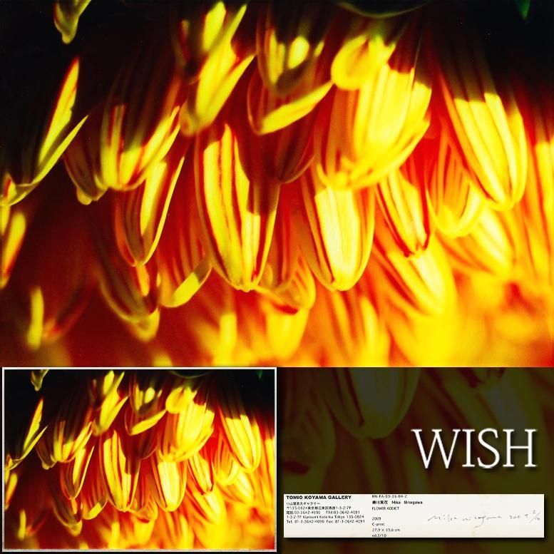真作】【WISH】蜷川実花 写真パネル 直筆サイン ◇生命感あふれる花 〇
