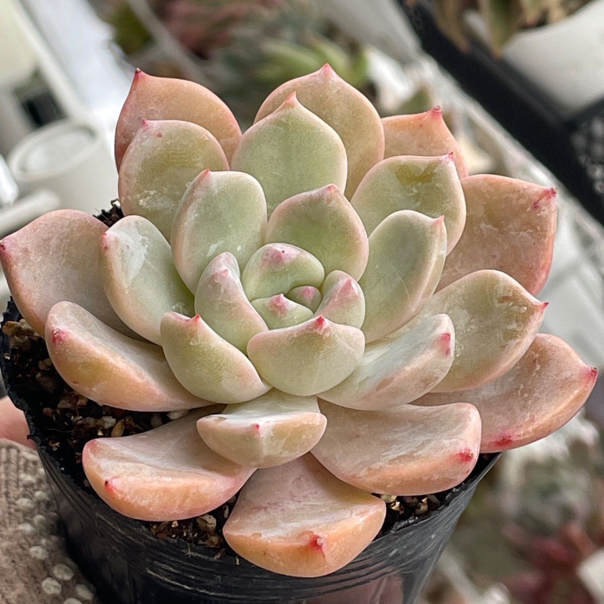 多肉植物♡ジェイドリリー❤︎抜き苗(根付き) - メルカリ