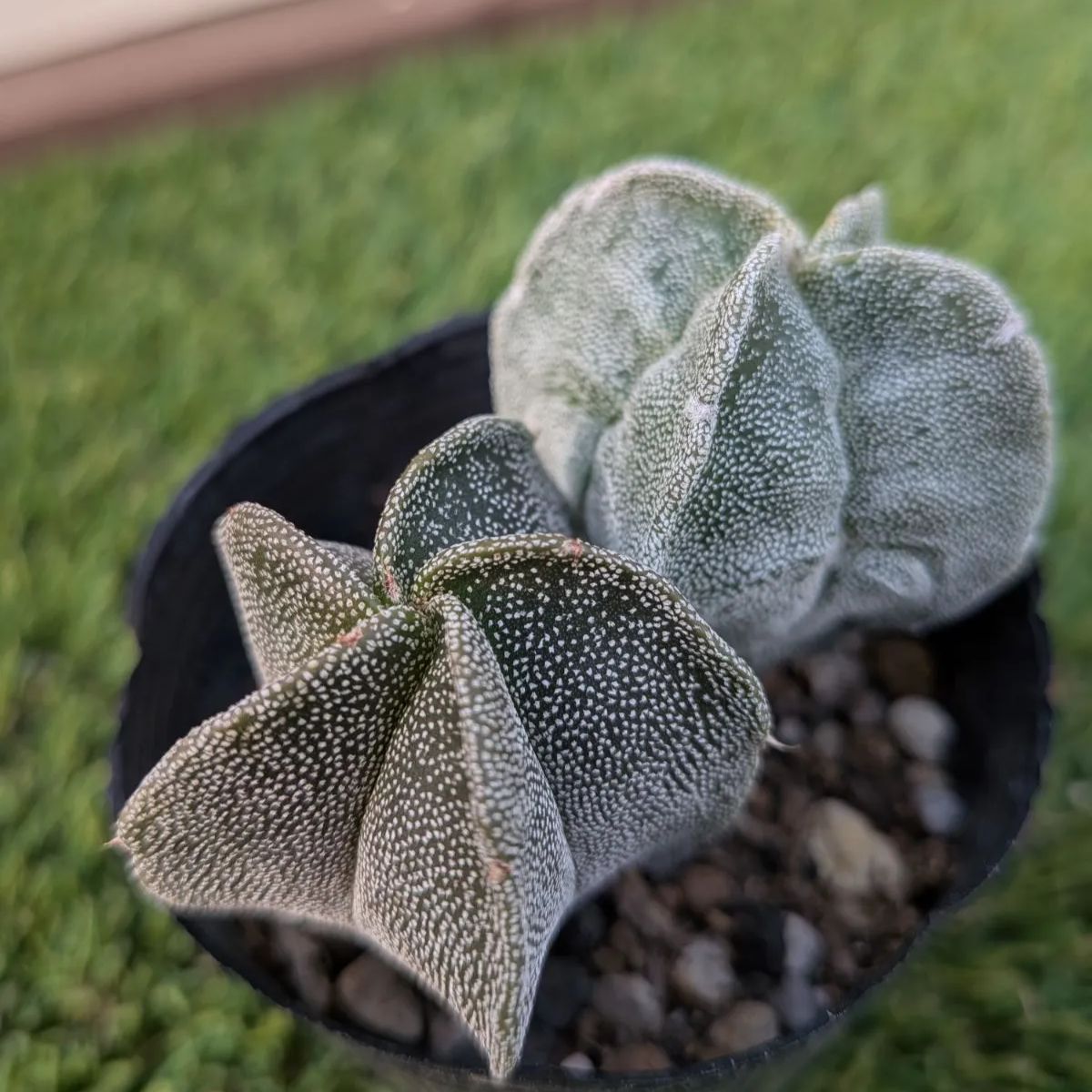 サボテン アストロフィツム属 鸞鳳玉（ランポウギョク） - メルカリ