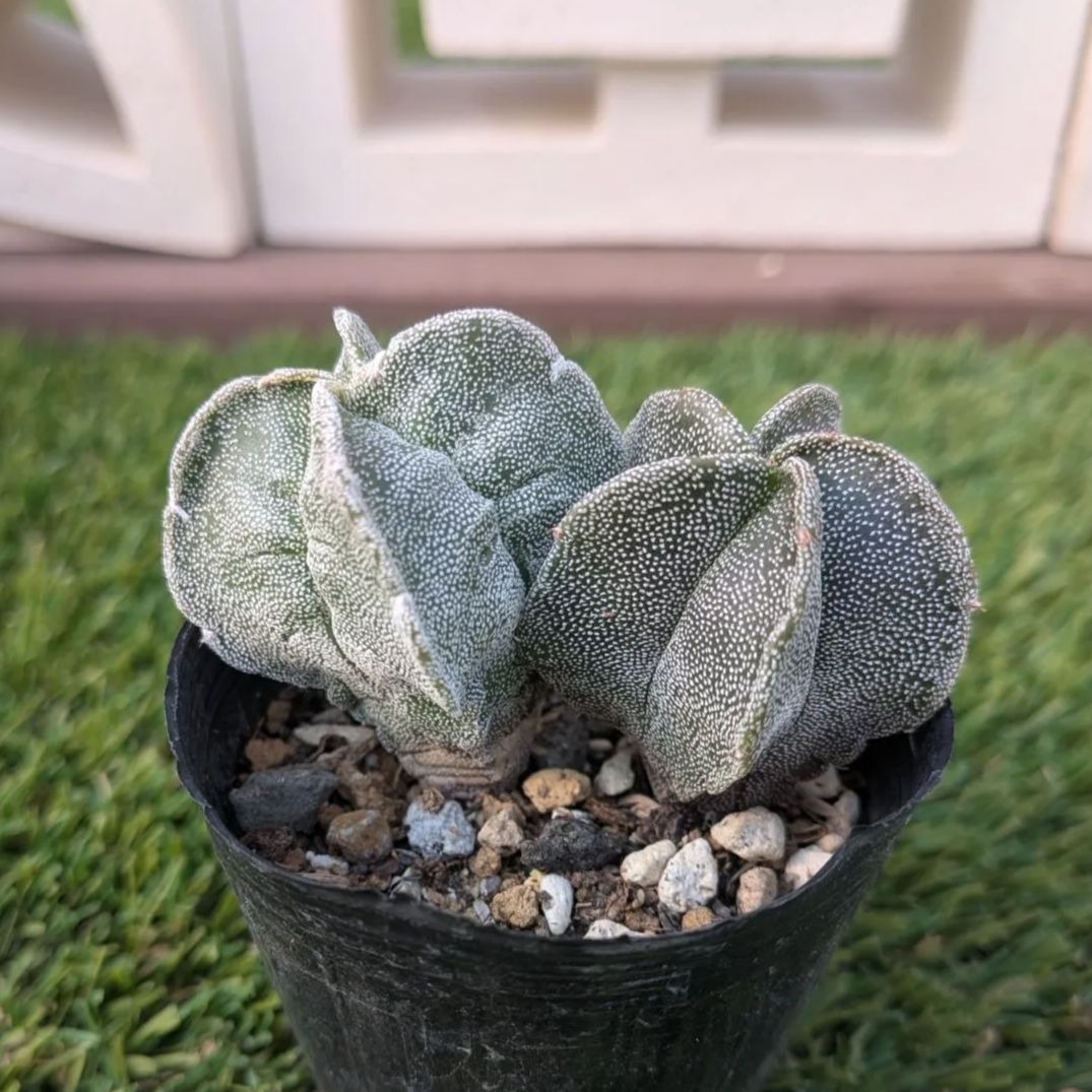 サボテン アストロフィツム属 鸞鳳玉（ランポウギョク） - メルカリ