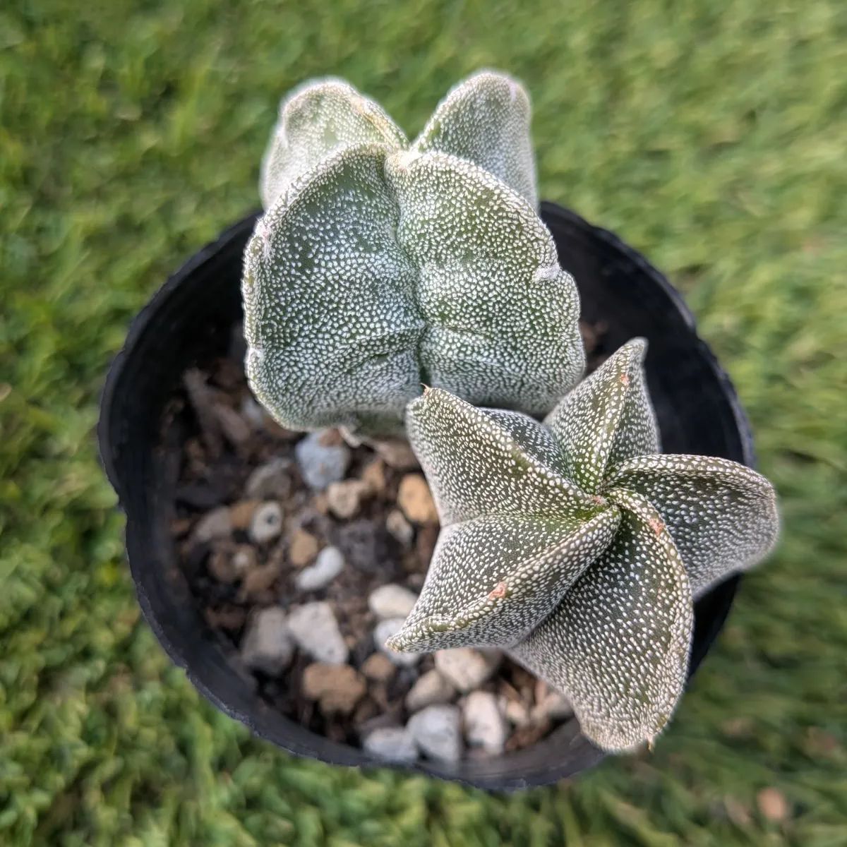 サボテン アストロフィツム属 鸞鳳玉（ランポウギョク） - メルカリ