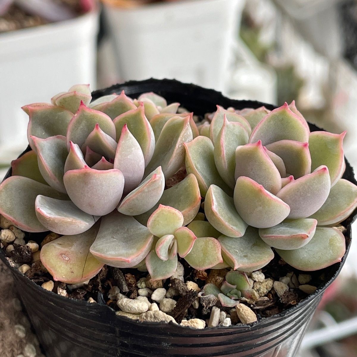 多肉植物♡ジャシリー❤︎抜き苗(根付き) - メルカリ