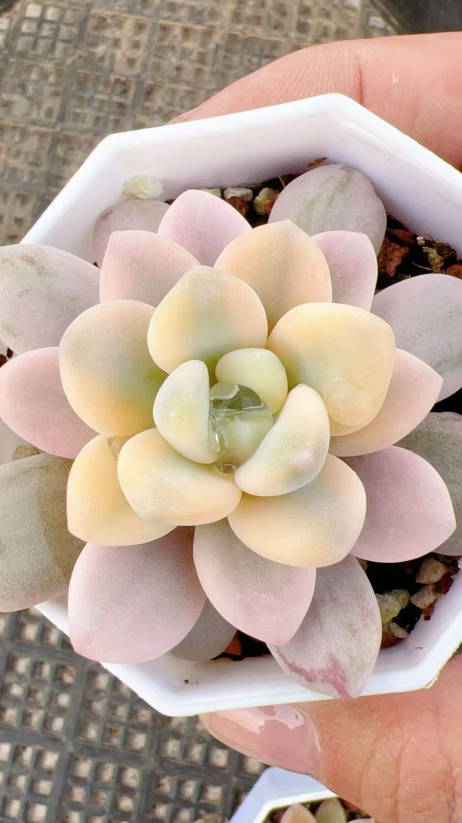 M215×50株 洛神錦 抜き苗 多肉植物 アエオニウム エケベリア サボテン