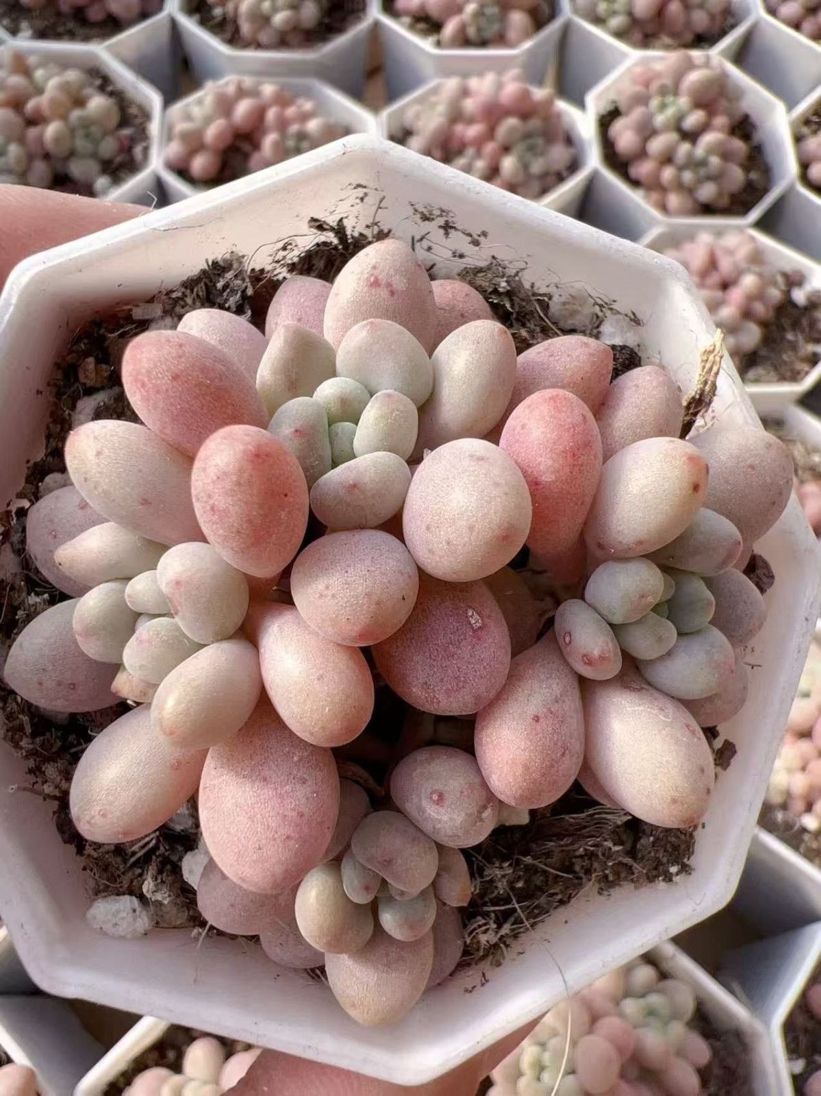 と*ん様 群生 ロココ W56×18鉢 抜き苗 多肉植物 エケベリア サボテン韓