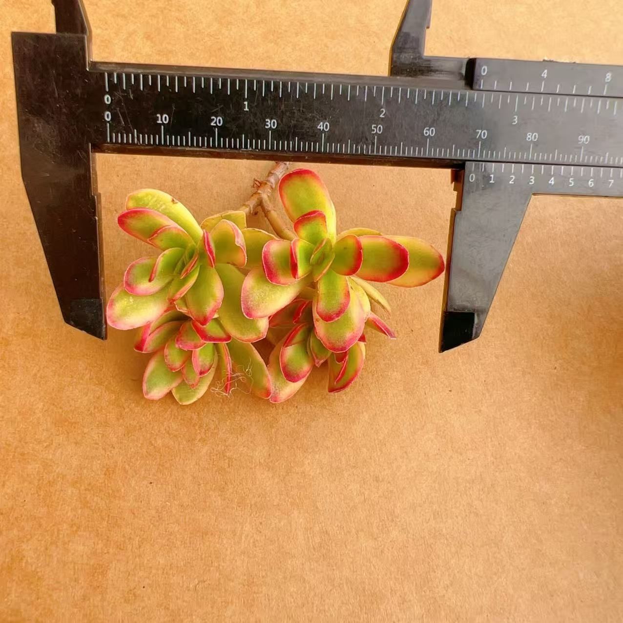 M265×50株 天狗の舞錦 抜き苗 多肉植物 アエオニウム エケベリア