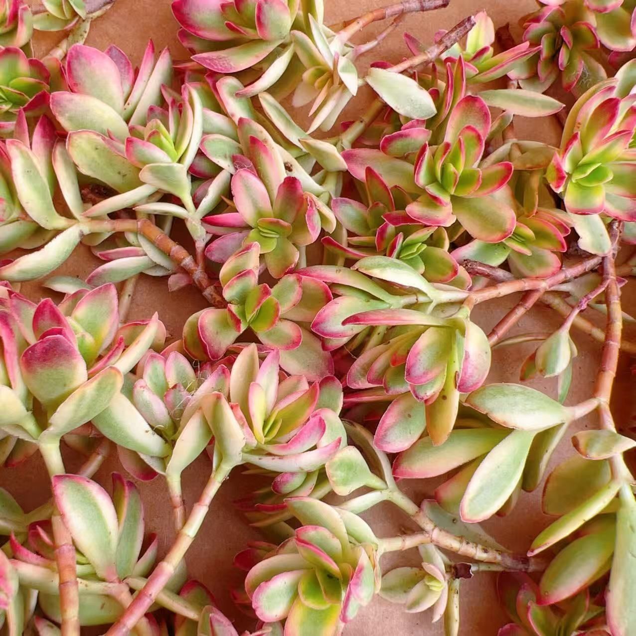多肉植物 天狗の舞錦♡抜き苗 M265×50株 天狗の舞錦 抜き苗 多肉植物 アエオニウム エケベリア