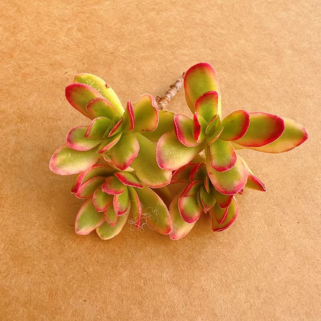 M265×50株 天狗の舞錦 抜き苗 多肉植物 アエオニウム エケベリア