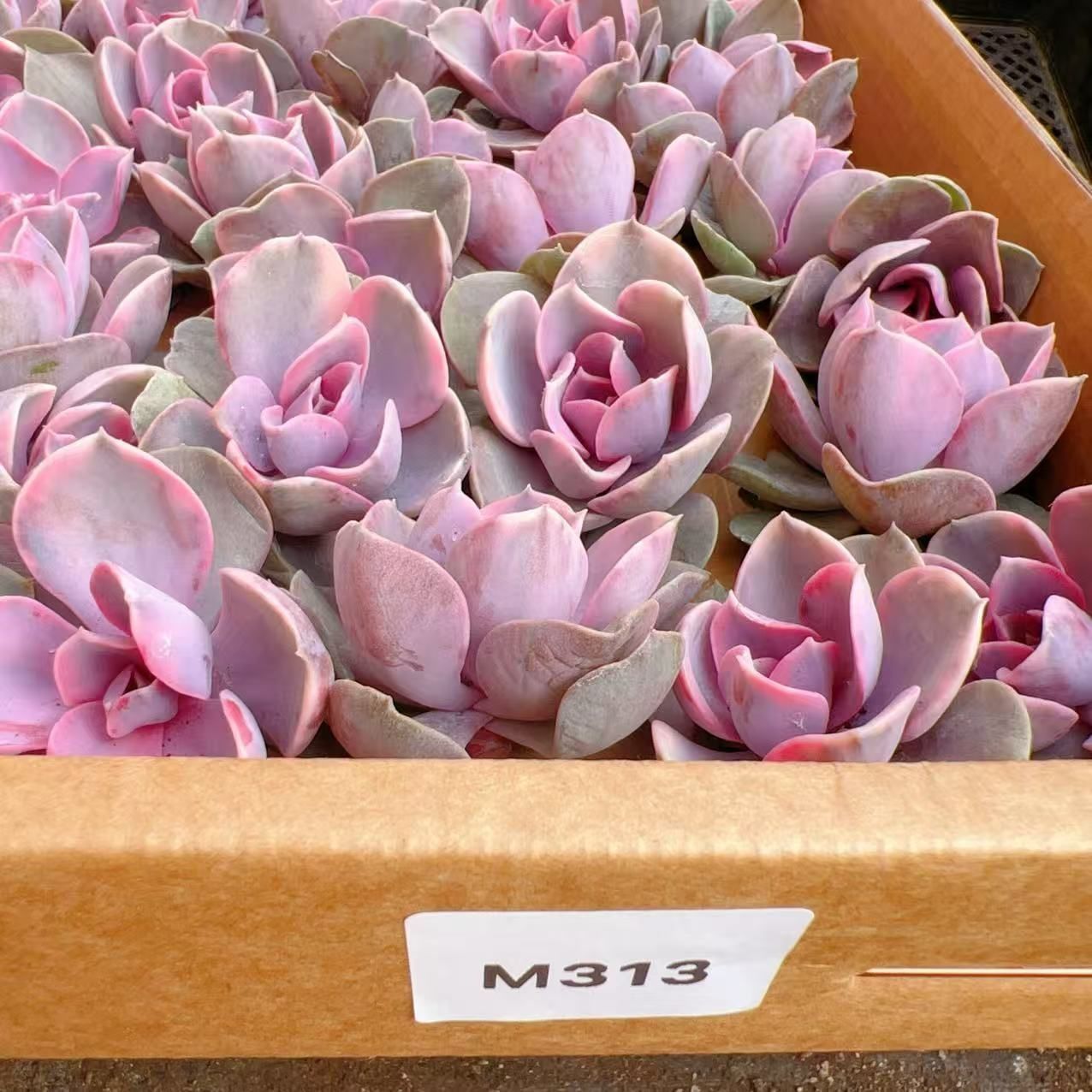 新入荷 63株 J399 エケベリア カット苗 韓国苗 サボテン 多肉植物