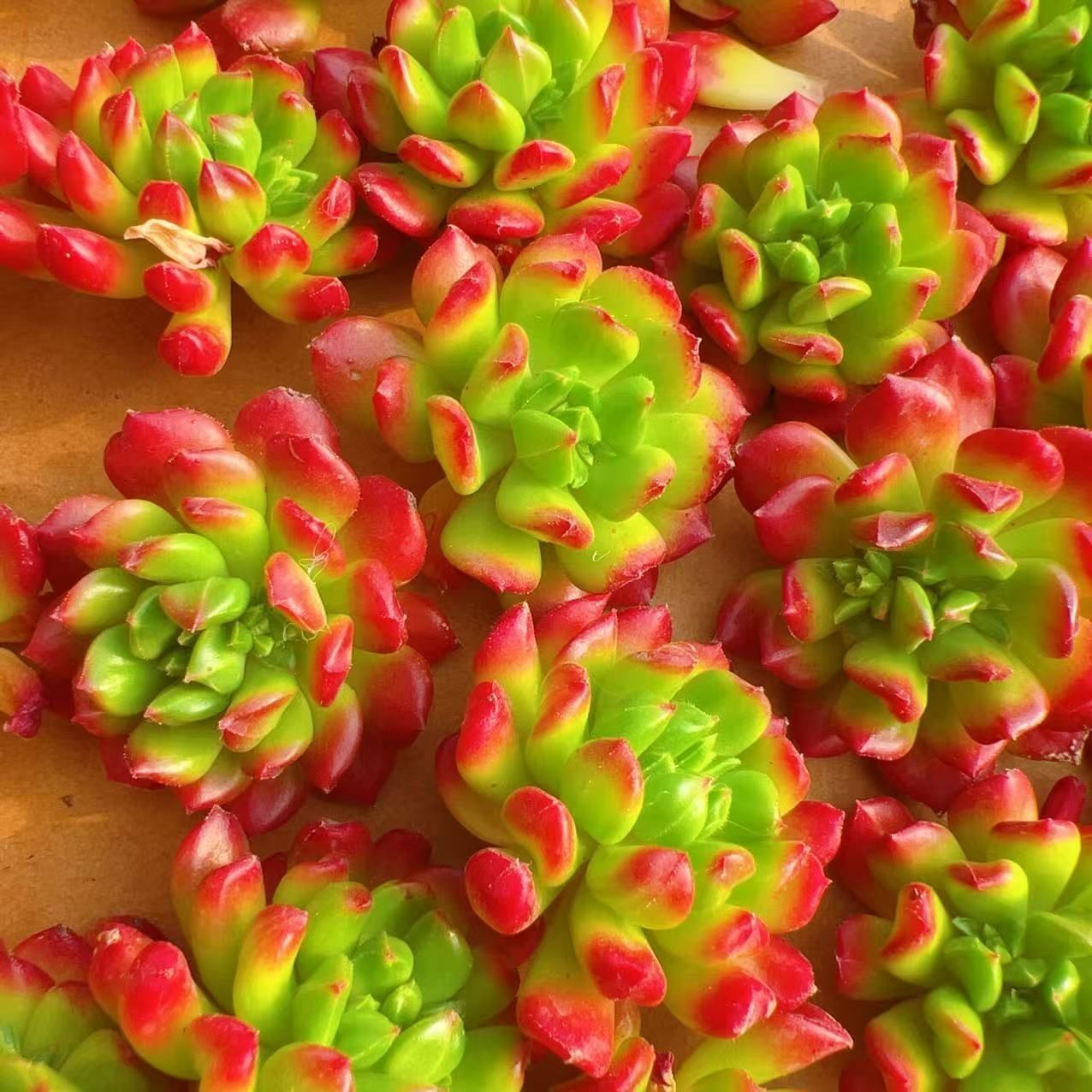 エ*肉様 Z917レッドライト50苗 抜き苗 多肉植物 エケベリア サボテン 韓 M021×50株 赤提灯 抜き苗 多肉植物 アエオニウム エケベリア サボテン