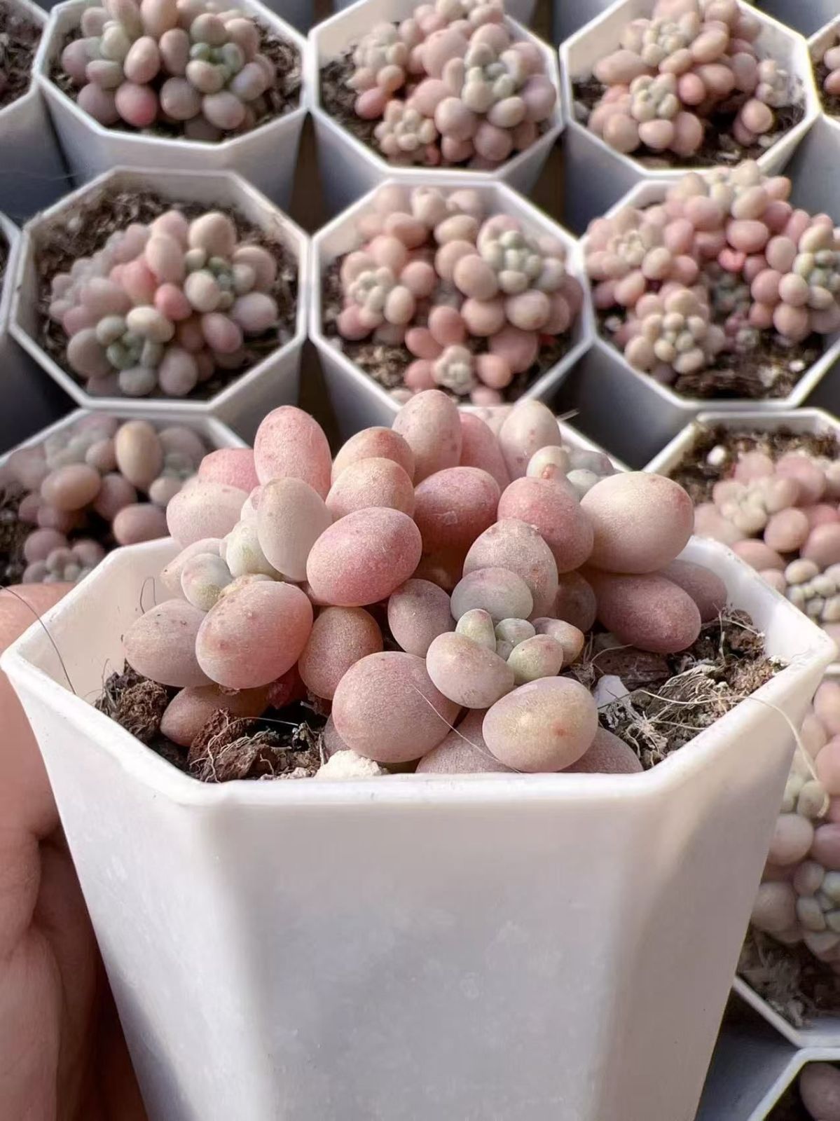 M225×50株 ロココ 抜き苗 多肉植物 アエオニウム エケベリア サボテン