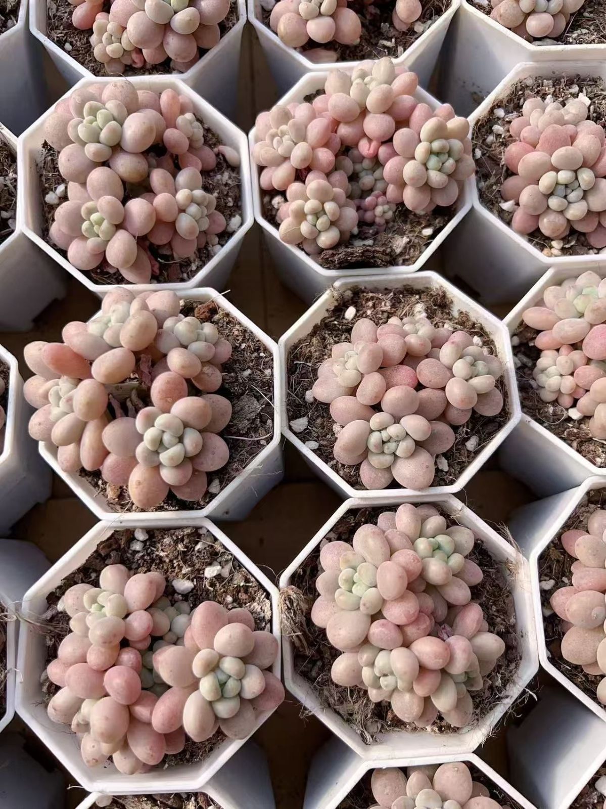 と*ん様 群生 ロココ W56×18鉢 抜き苗 多肉植物 エケベリア サボテン韓 と*ん様 群生 ロココ W56×18鉢 抜き苗 多肉植物 エケベリア サボテン