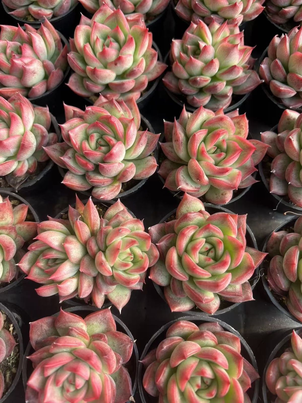 M074×50株 フロリアナ 抜き苗 多肉植物 アエオニウム エケベリア