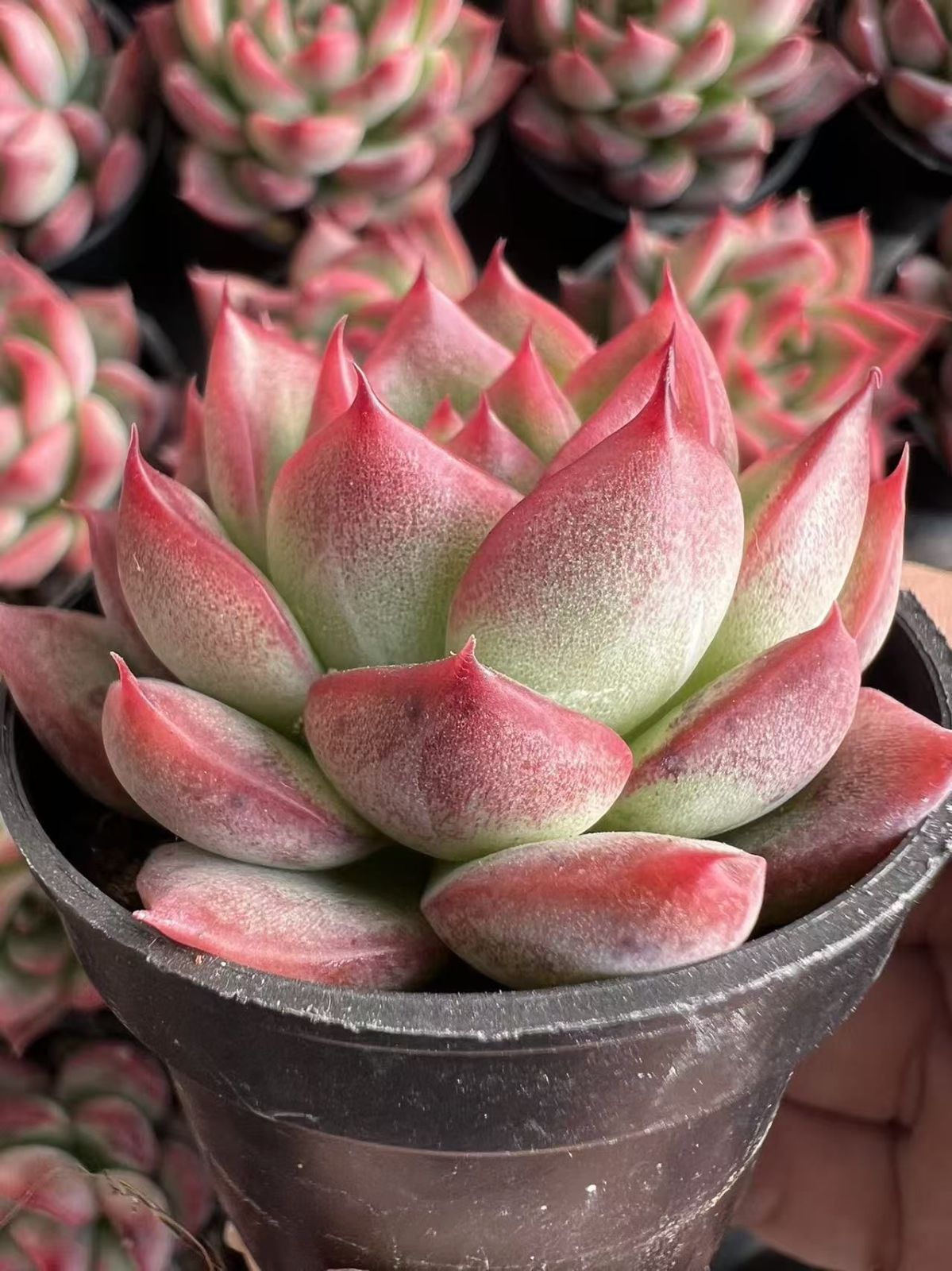 M074×50株 フロリアナ 抜き苗 多肉植物 アエオニウム エケベリア