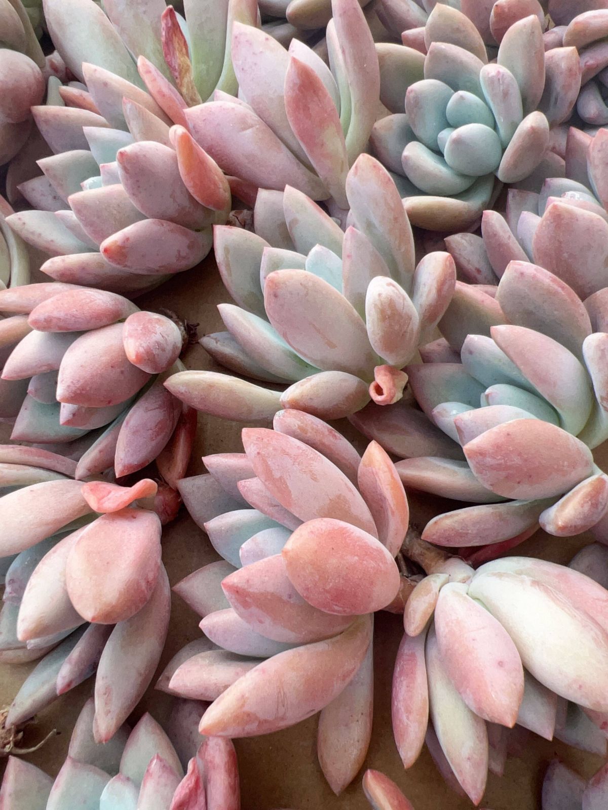 M250×70株 オプ 抜き苗 多肉植物 アエオニウム エケベリア サボテン