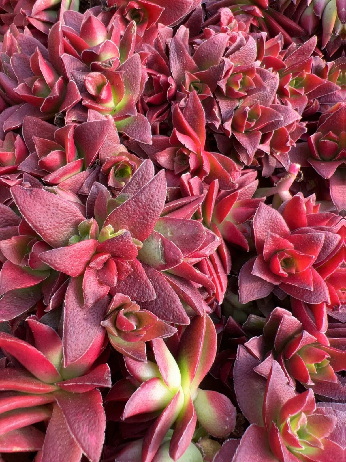 M113×50株 赤鬼城群 抜き苗 多肉植物 アエオニウム エケベリア