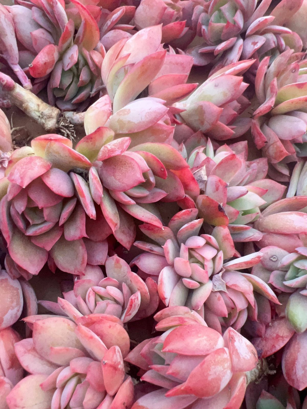 M135×50株 綺羅群 抜き苗 多肉植物 アエオニウム エケベリア サボテン