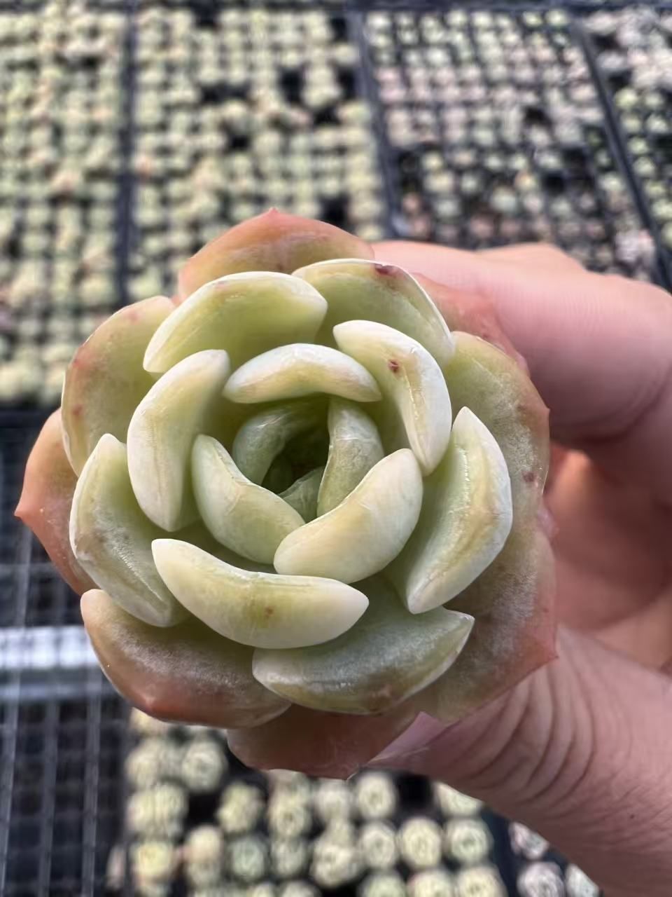M382×128苗 ロンジン 土付き 多肉植物 アエオニウム エケベリア