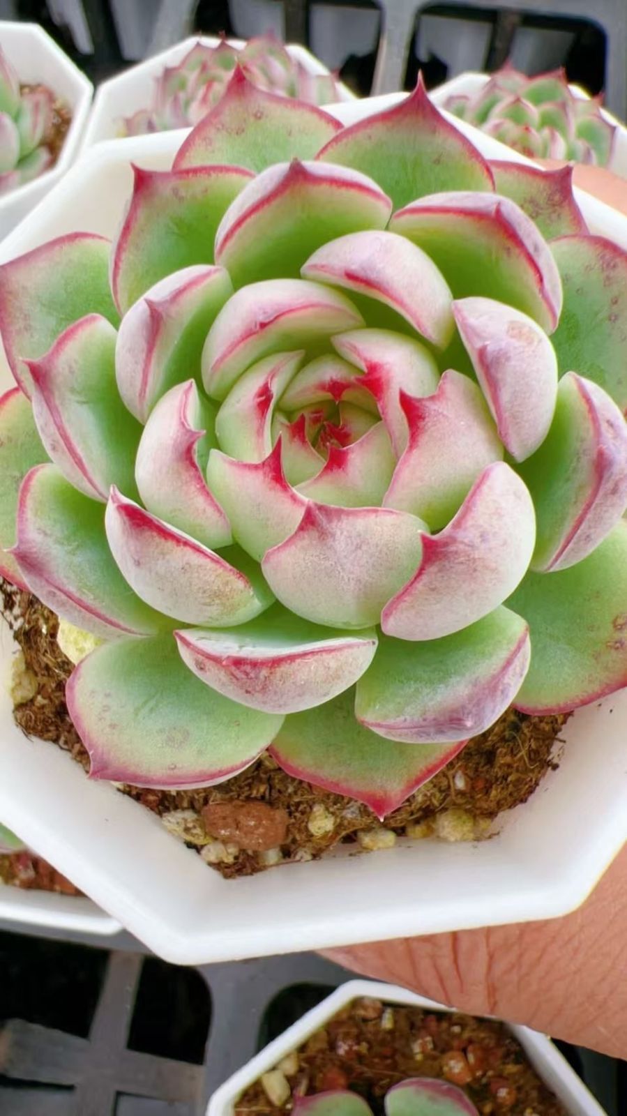 エ*肉様 Z917レッドライト50苗 抜き苗 多肉植物 エケベリア サボテン 韓 M495×50株 ソウルキャッチャー 抜き苗 多肉植物 アエオニウム