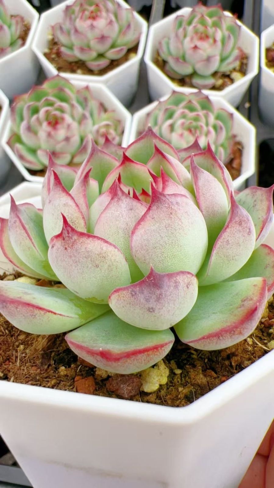 花*結様 BS1309 ストロベリームース×32株 抜き苗 多肉植物 エケベリア