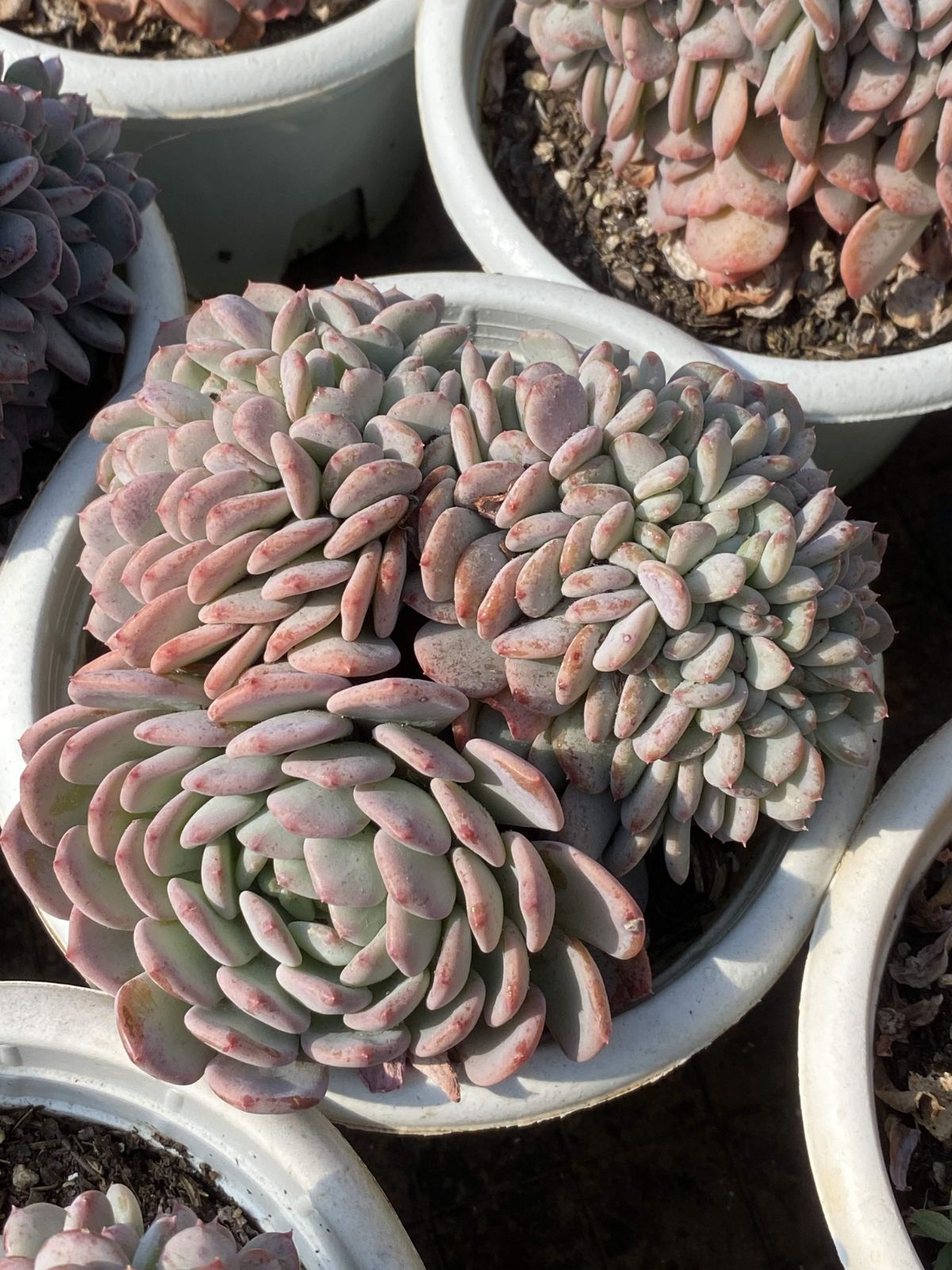 Z2603×8株 抜き苗 多肉植物 アエオニウム エケベリア サボテン 韓国苗