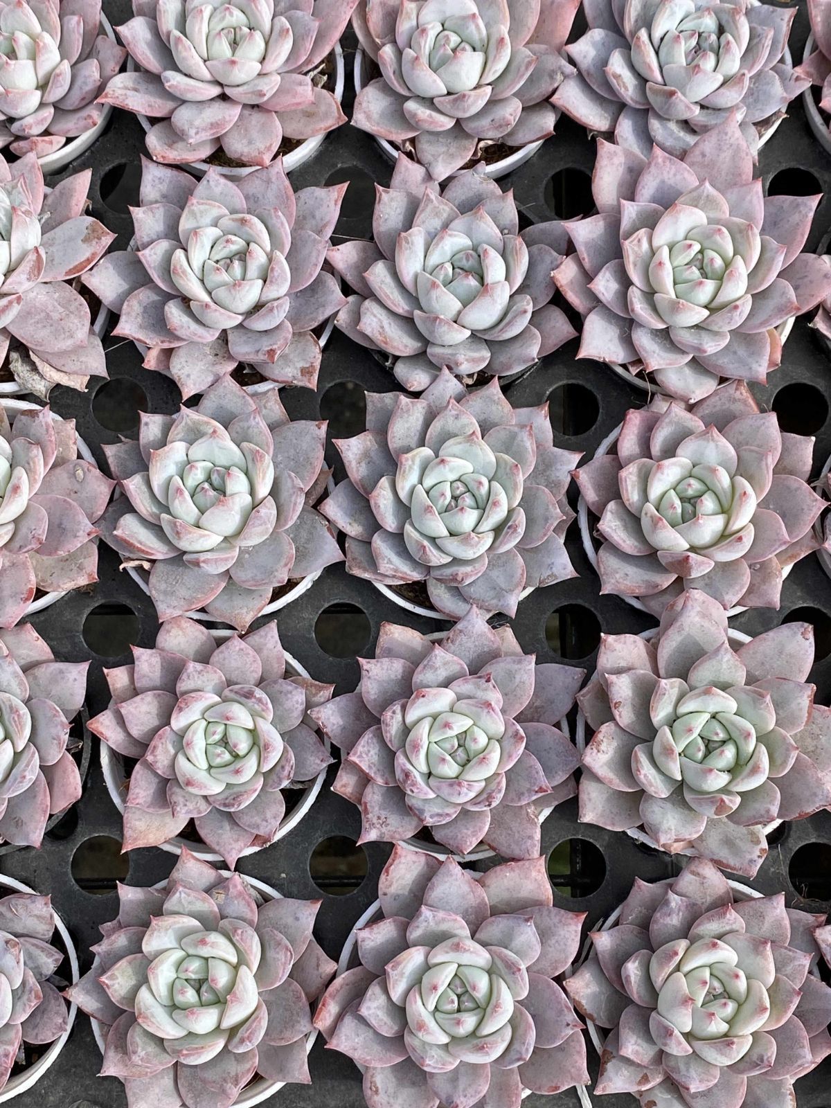 新入荷 63株 J399 エケベリア カット苗 韓国苗 サボテン 多肉植物