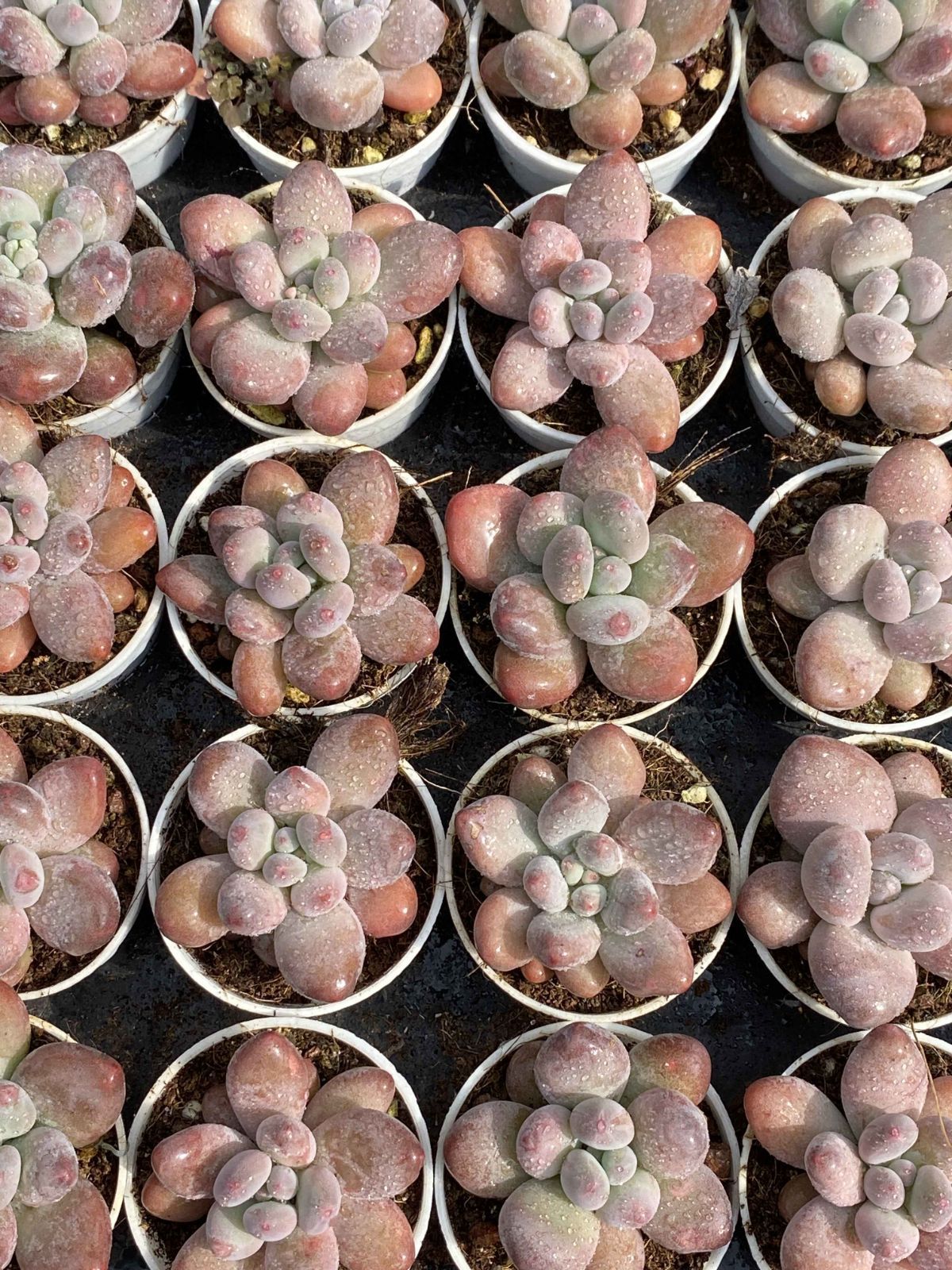 Z2607×50株 抜き苗 多肉植物 アエオニウム エケベリア サボテン 韓国苗