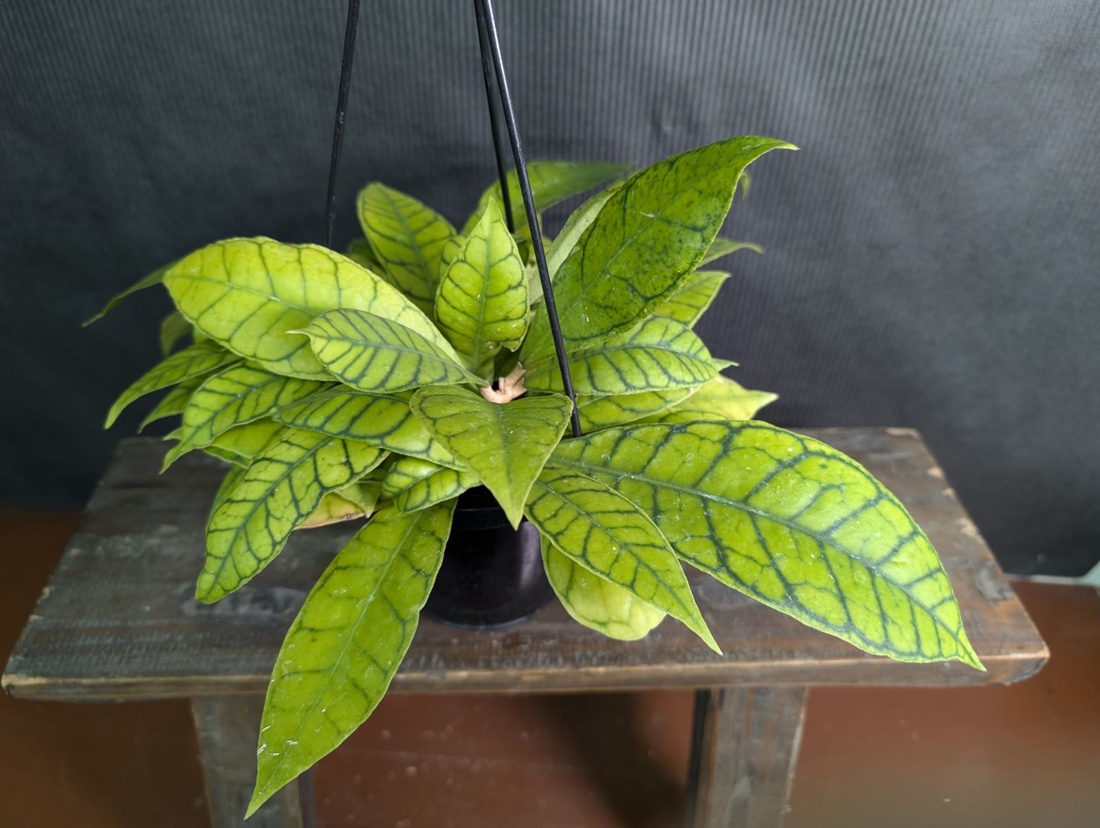 ホヤ カリストフィラ 4寸 吊り鉢 ③ - メルカリ