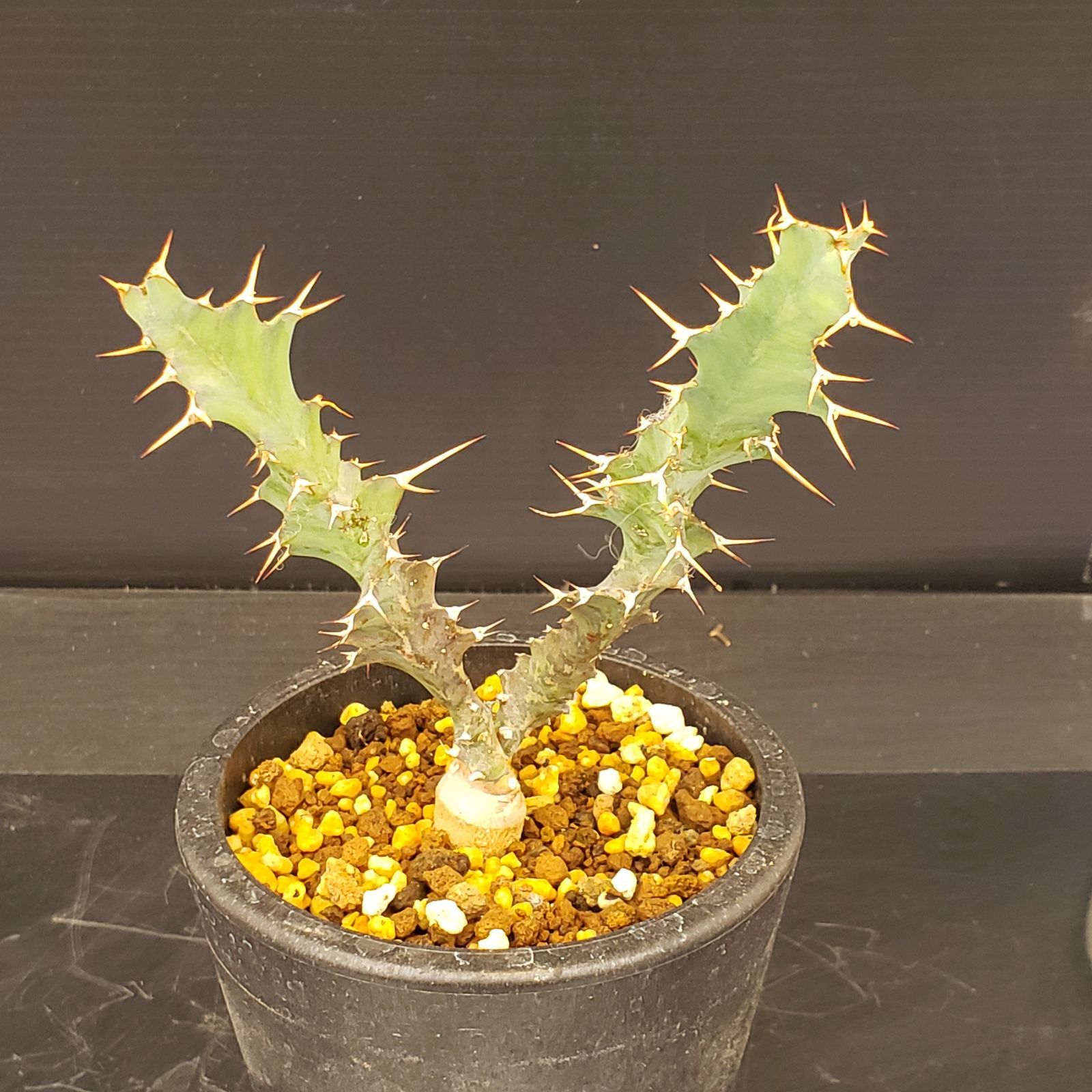 L428【自社養生株】ユーフォルビア トルチラマ（発根株・鉢植え