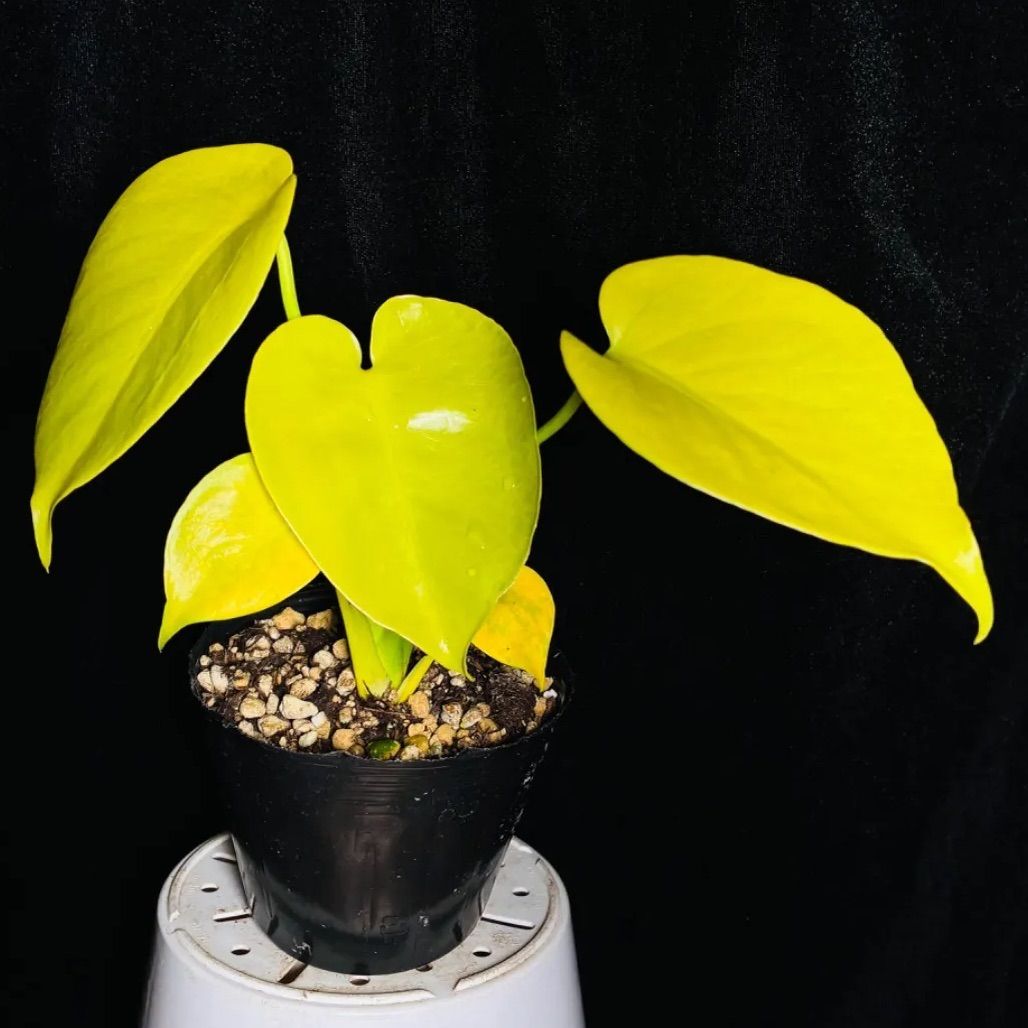 モンステラ　デリシオーサ ‘Gold Monster’ 新種　黄金葉　中小株 モンステラ デリシオーサ Monstera deliciosa 'Gold Monster' 新種