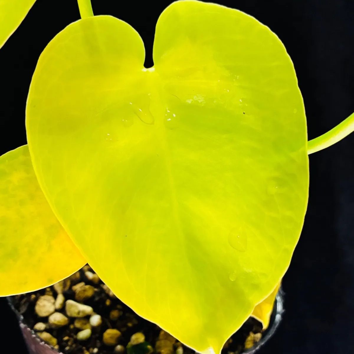 モンステラ　デリシオーサ ‘Gold Monster’ 新種　黄金葉　中小株 モンステラ デリシオーサ Monstera deliciosa 'Gold Monster' 新種