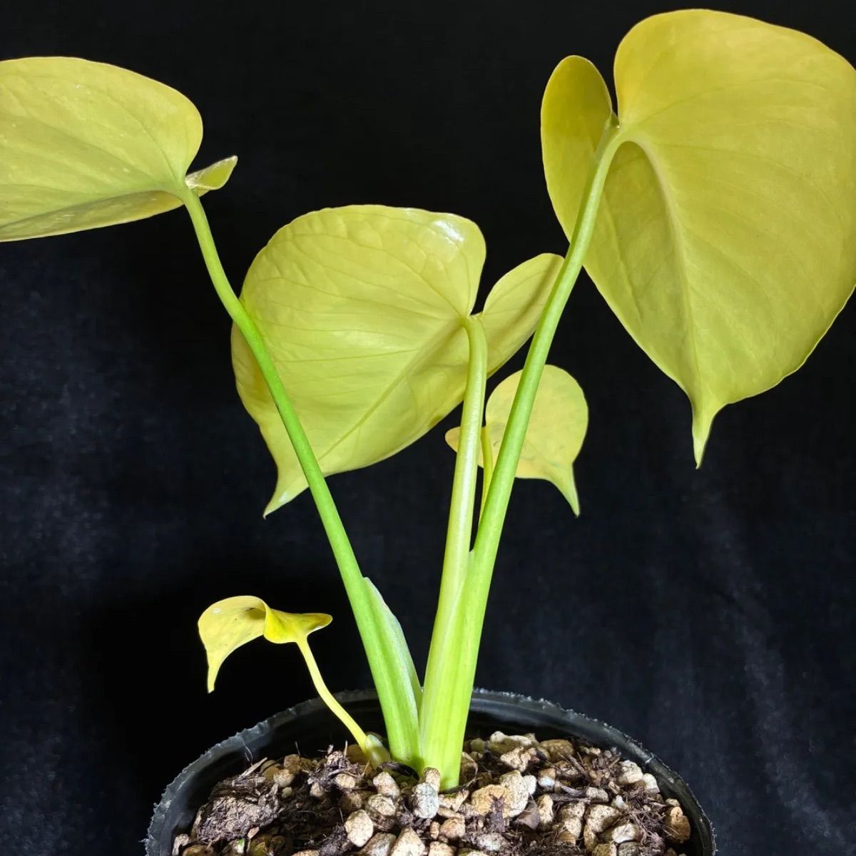 モンステラ デリシオーサ Monstera deliciosa 'Gold Monster' 新種