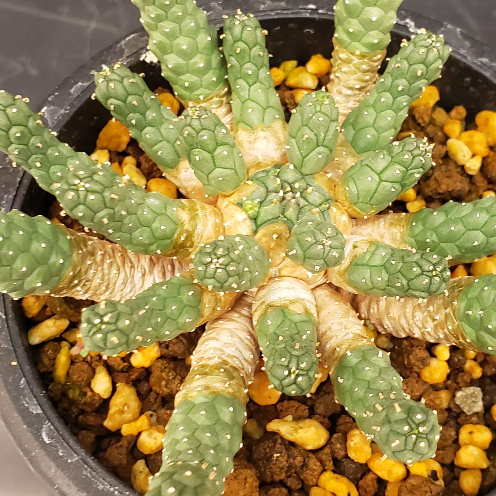 L433【自社養生株】ユーフォルビア エスクレンタ（発根株・鉢植え