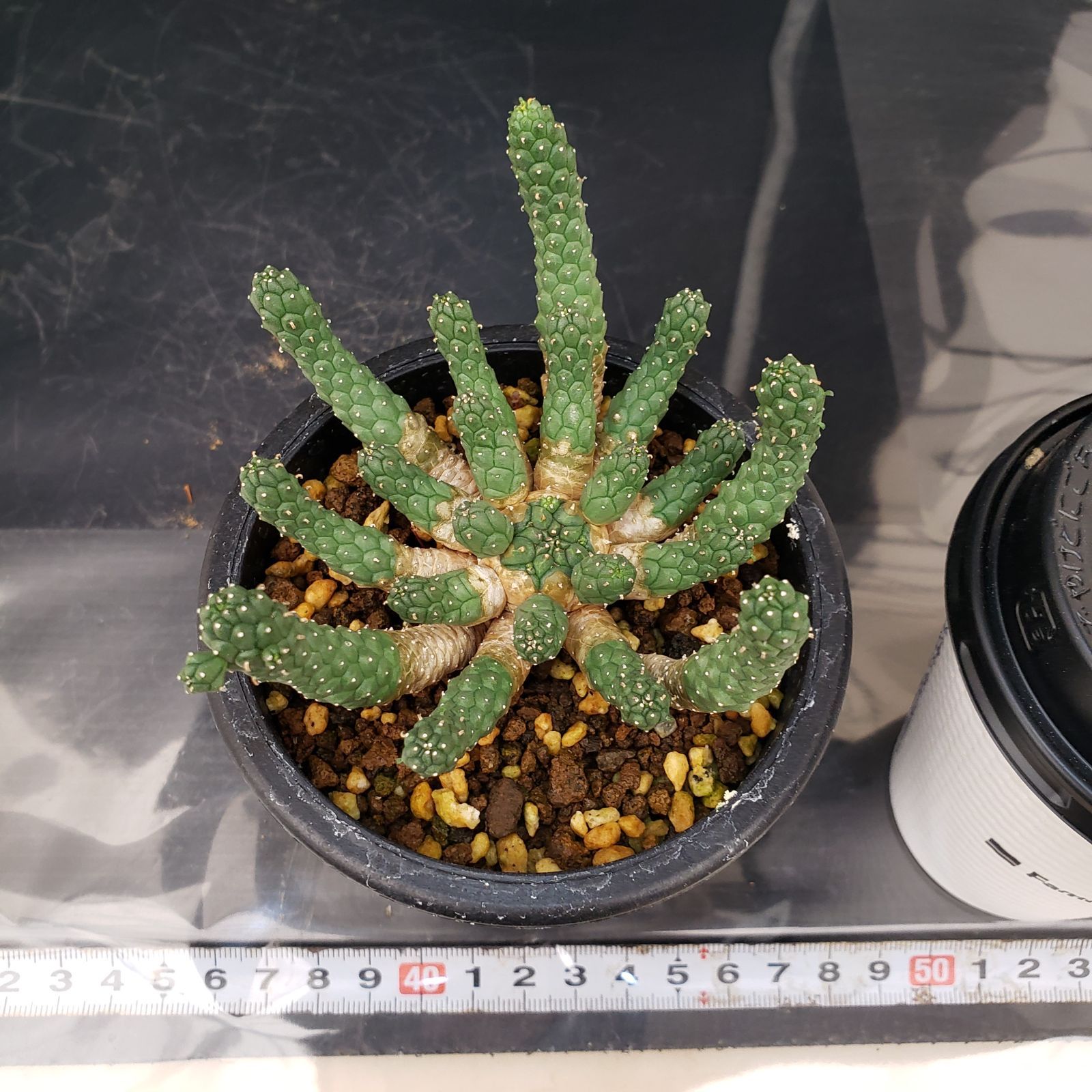 L433【自社養生株】ユーフォルビア エスクレンタ（発根株・鉢植え