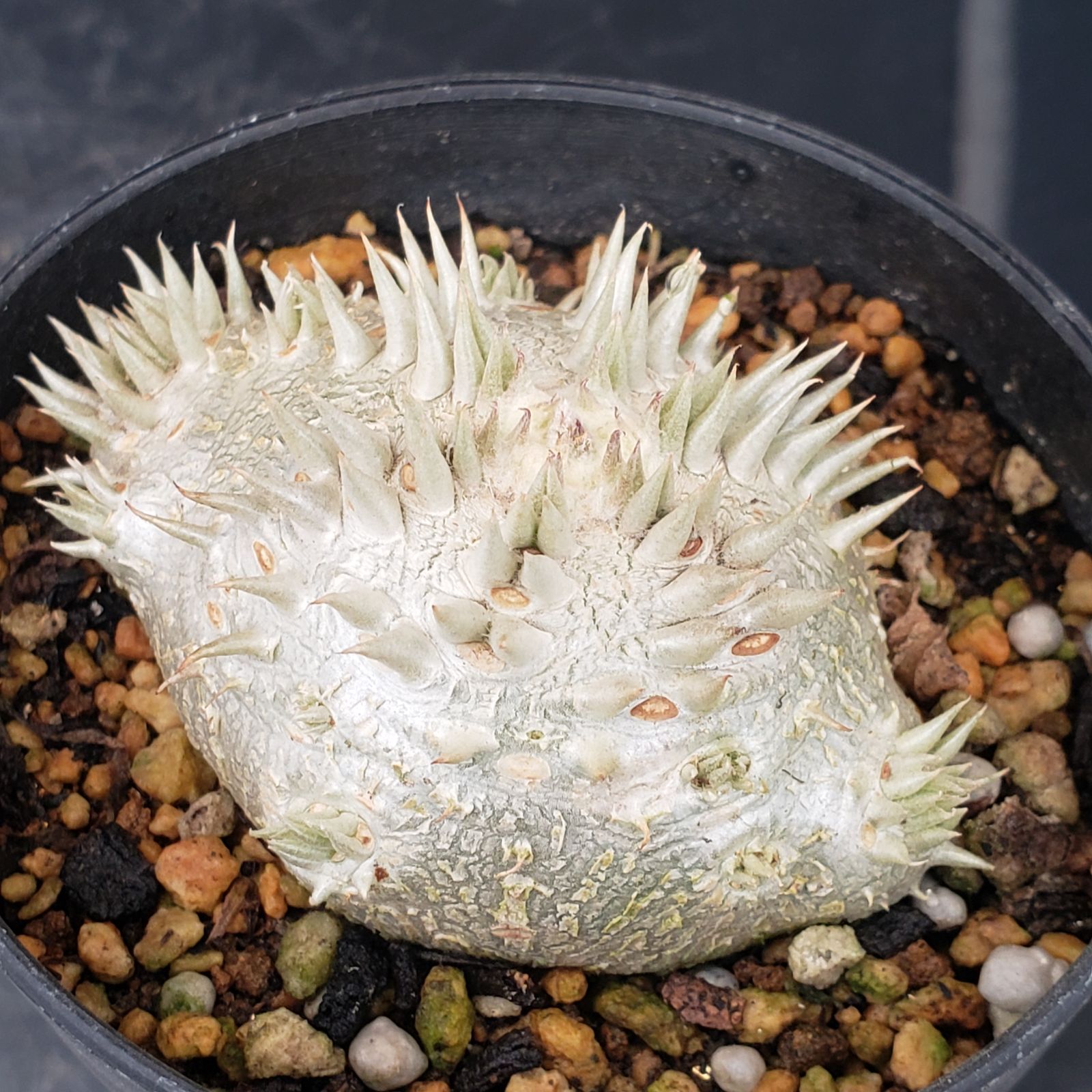 L439【自社養生株】パキポディウム 恵比寿笑い（実生・発根株・鉢植え